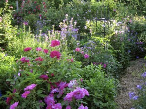 Frances' rose garden